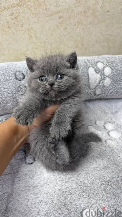 british shorthair kittens for sale