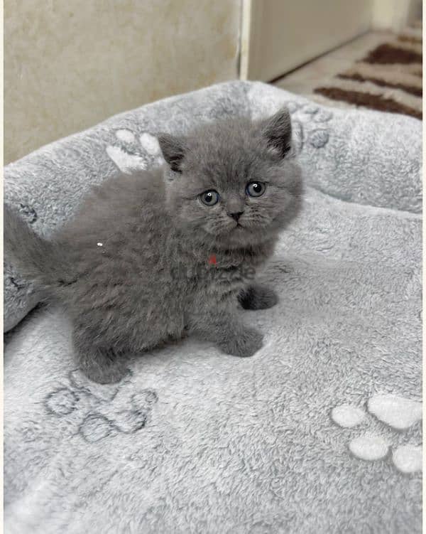 british shorthair kittens for sale 1