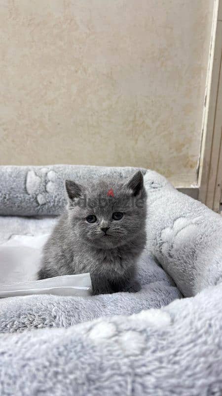 british shorthair kittens for sale 2