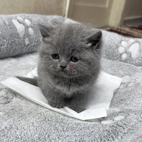 british shorthair kittens for sale 3