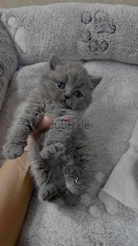 british shorthair kittens for sale 5