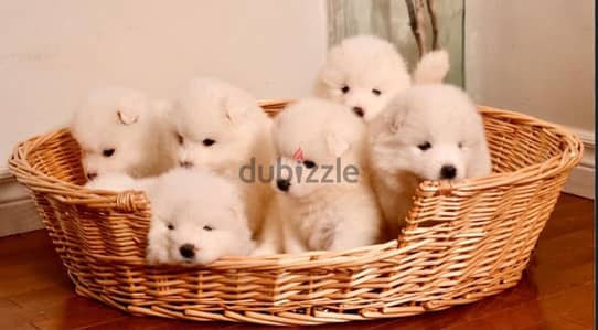 samoyed