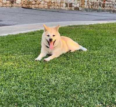 Akita puppy