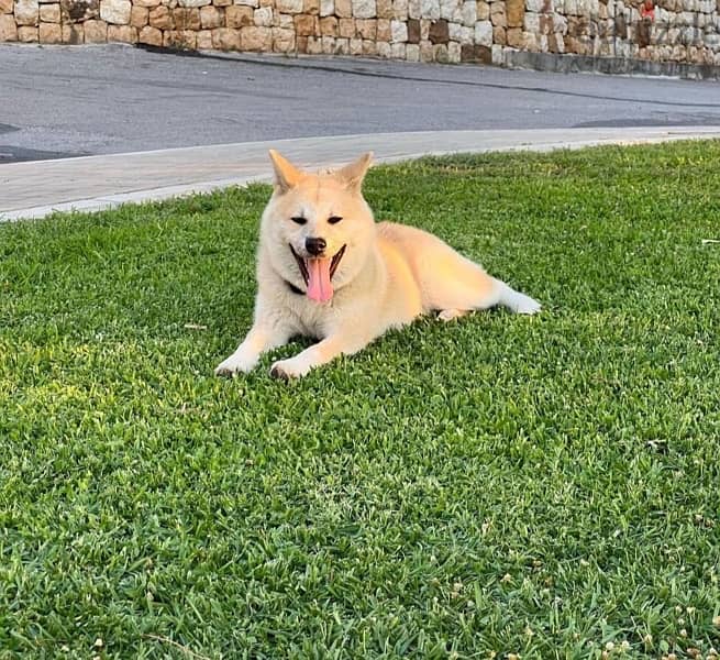 Akita puppy 0