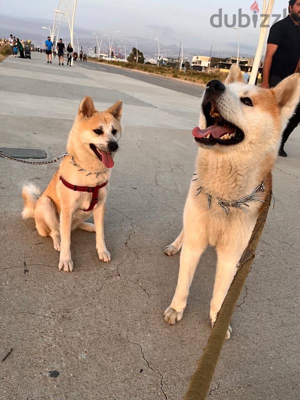 Akita puppy 1