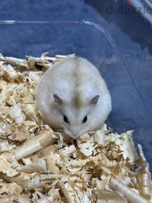 Russian Hamster 1