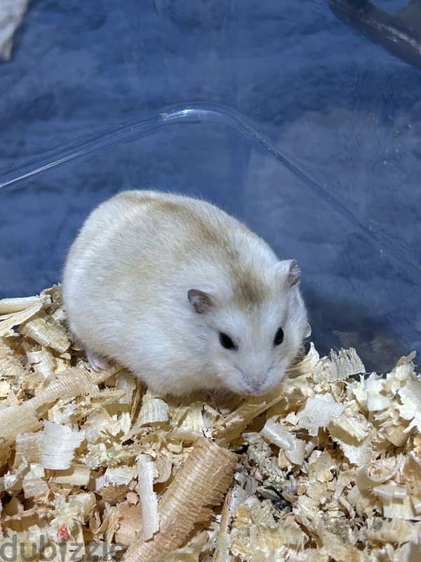 Russian Hamster 2