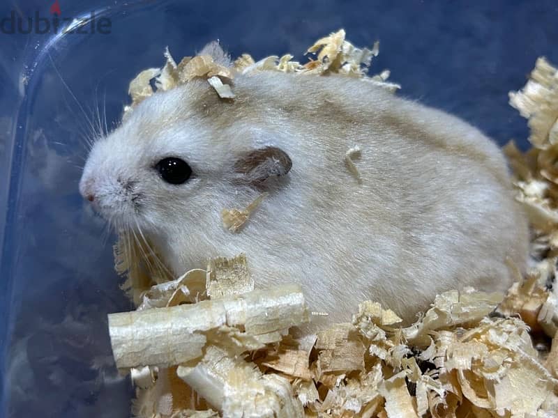 Russian Hamster 3