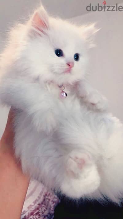 persian kitten