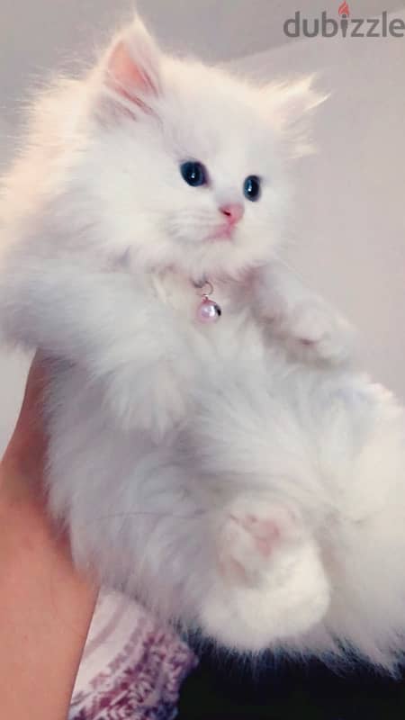 persian kitten 0