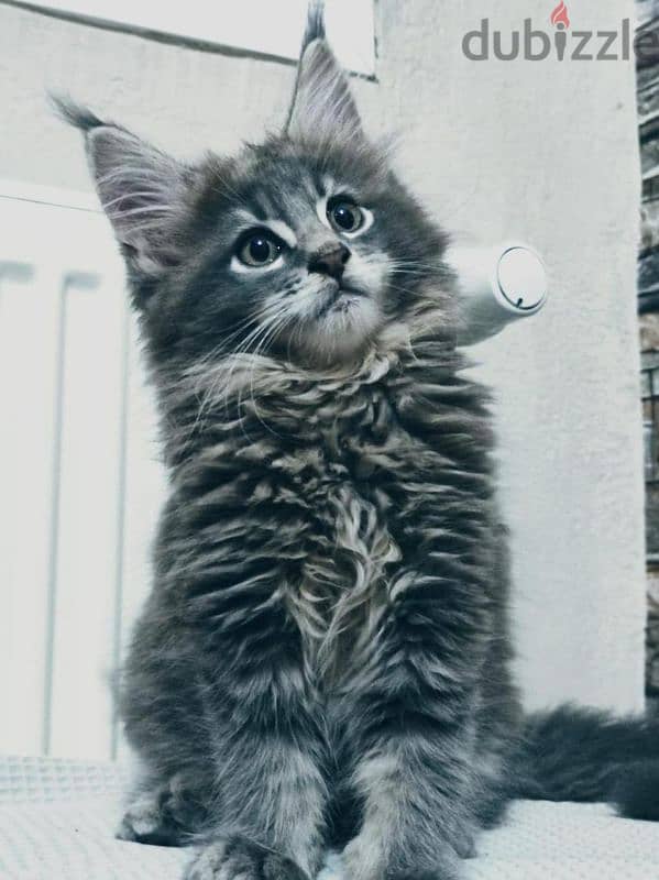 Maine Coon Kitten Imported/ dog كلاب 0