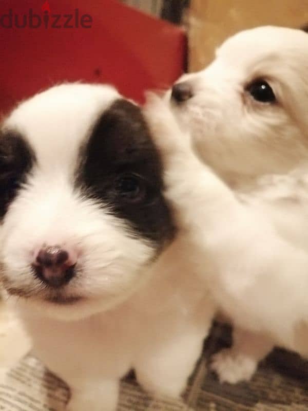 1 month old puppies 7