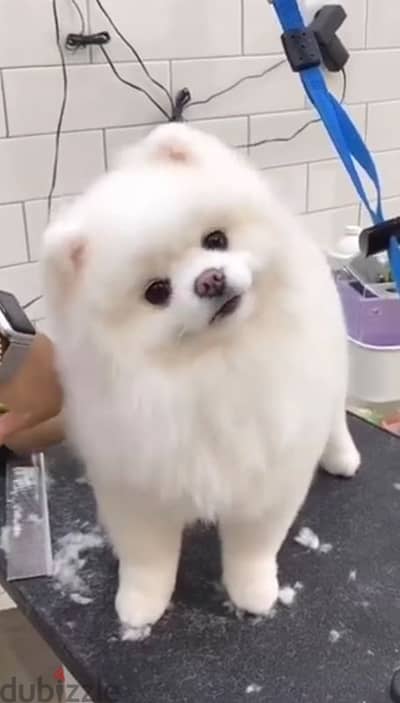 pomeranian