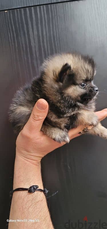 pomeranian toy micro size 4