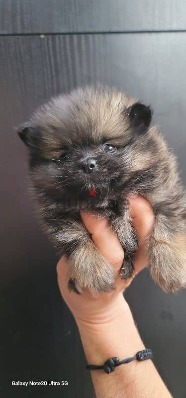 pomeranian toy micro size 9