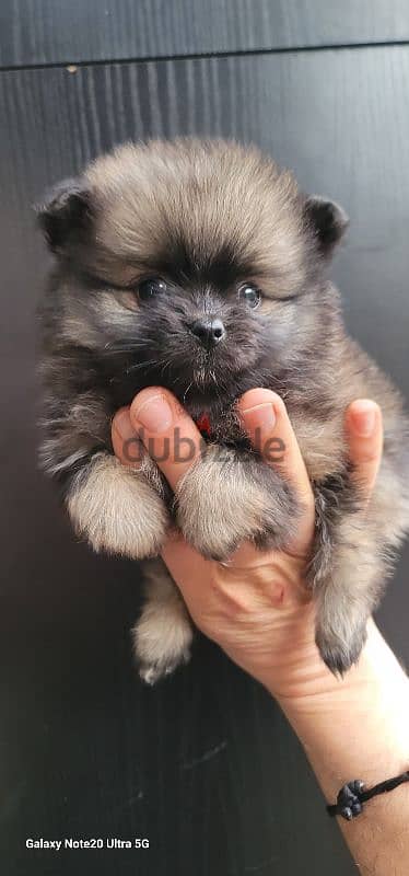 pomeranian toy micro size 11