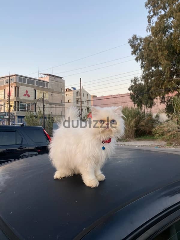 Male persian pure 4 months 2