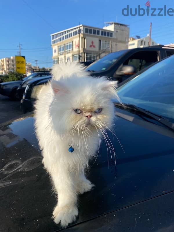 Male persian pure 4 months 3