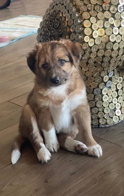 Australian Shepherd croisé