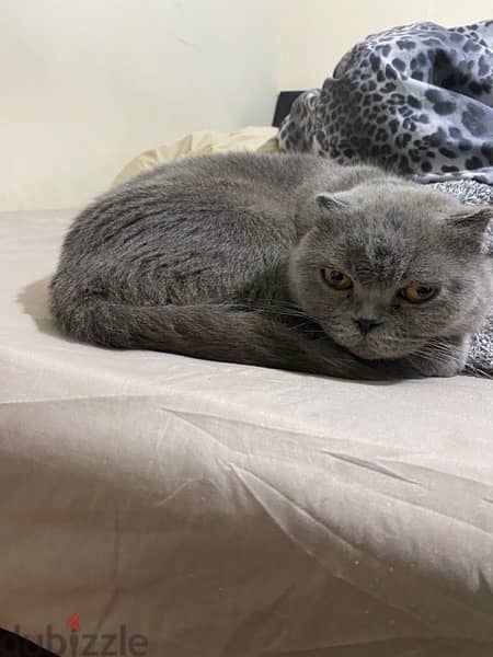 female pure Scottish fold 0