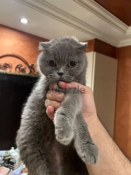 female pure Scottish fold 2