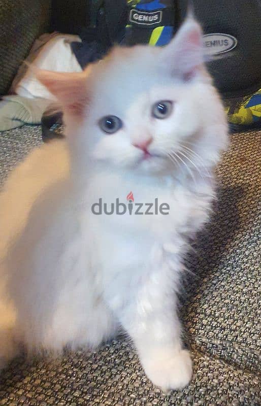 Hemalayen exotic, angora mix, kitten for sale 0