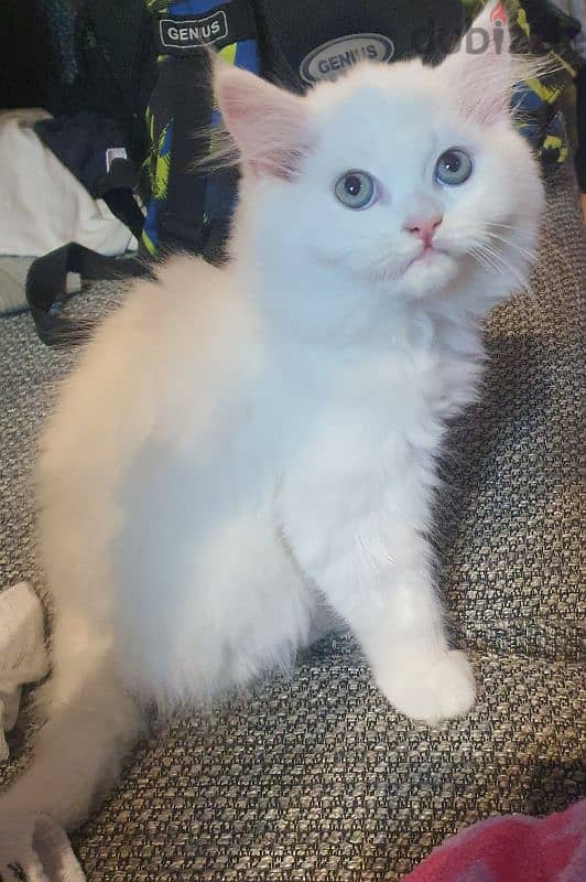 Hemalayen exotic, angora mix, kitten for sale 1