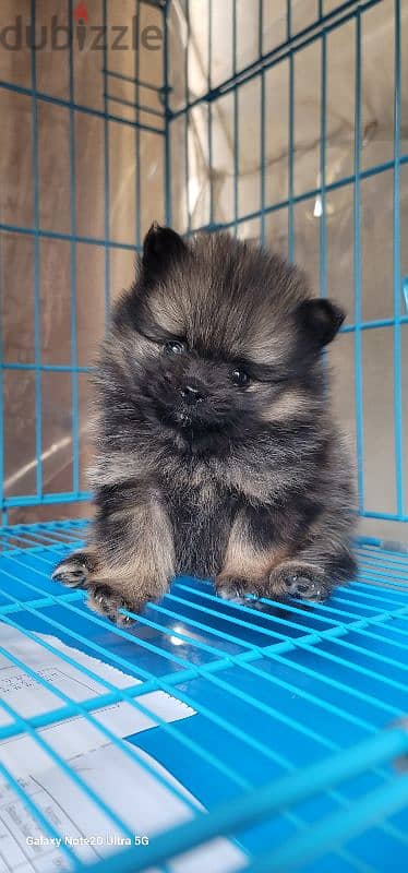 pomeranian