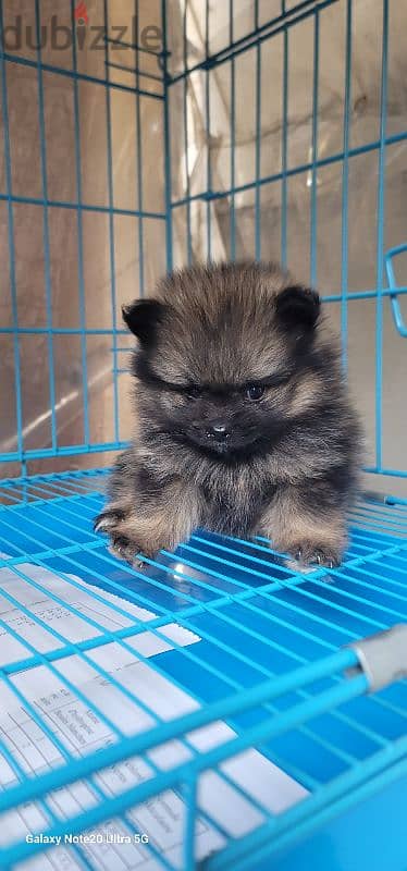 pomeranian toy micro size 15