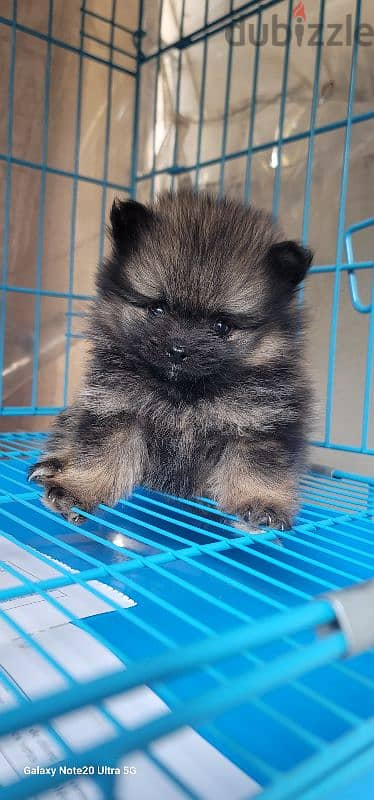 pomeranian toy micro size 16