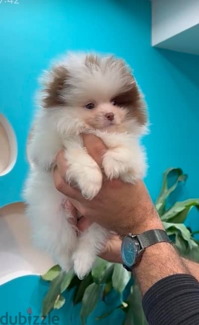 Imported white & choc Pomeranian STAYS SMALL pure/ Dog/ Delivery/ كلب