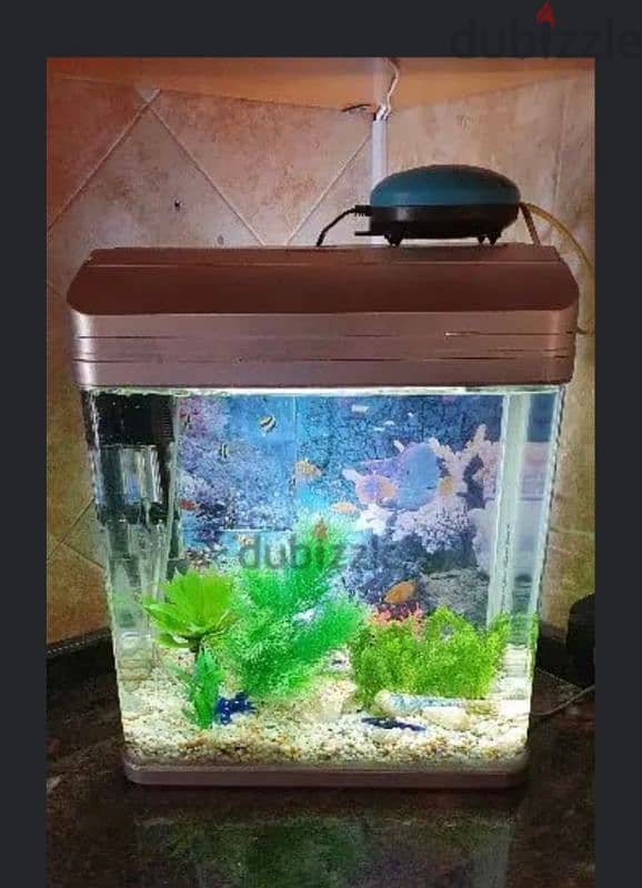 Glass Aquarium for fish with all accessories 1