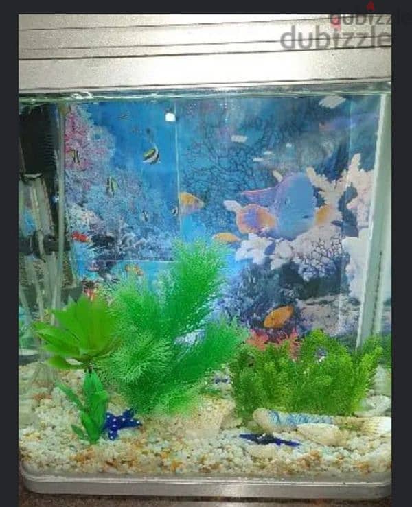 Glass Aquarium for fish with all accessories 3