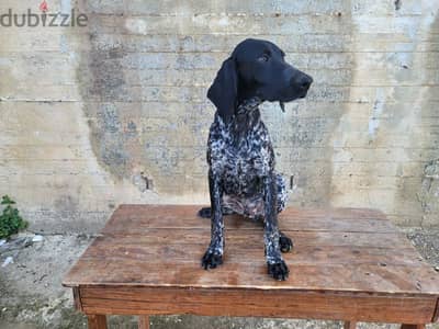 german short-haired pointer GSP