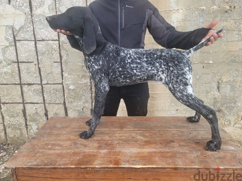 german short-haired pointer GSP 4