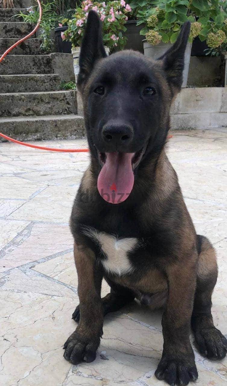 Adorable 6-Month-Old Belgian Malinois Puppy Looking for a Loving Home! 0