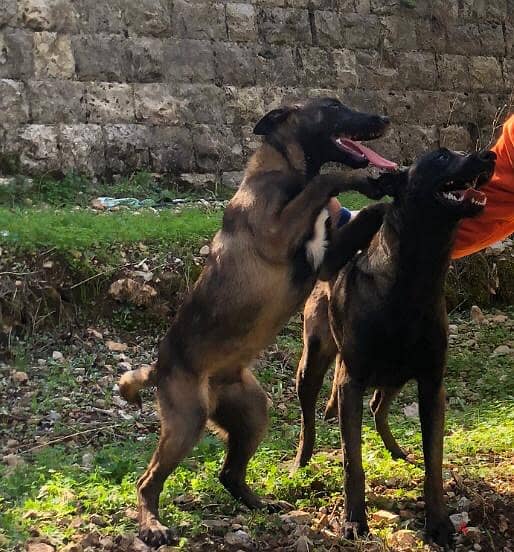 Adorable 6-Month-Old Belgian Malinois Puppy Looking for a Loving Home! 1