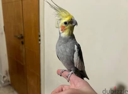 عصفور كروان / cockatiel ذكر صحة جيدة للبيع