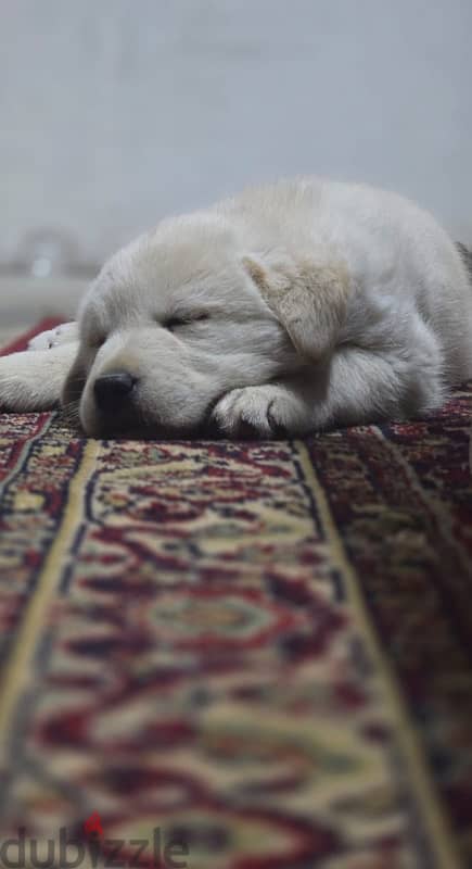 golden retriever male 70 days 0