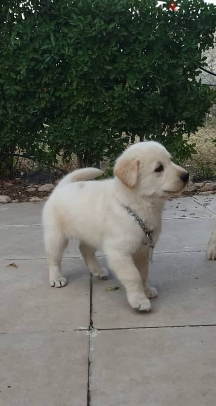 golden retriever male 70 days 1