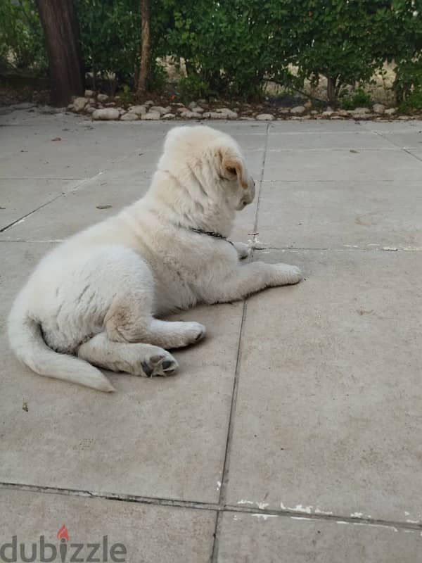 golden retriever male 70 days 2