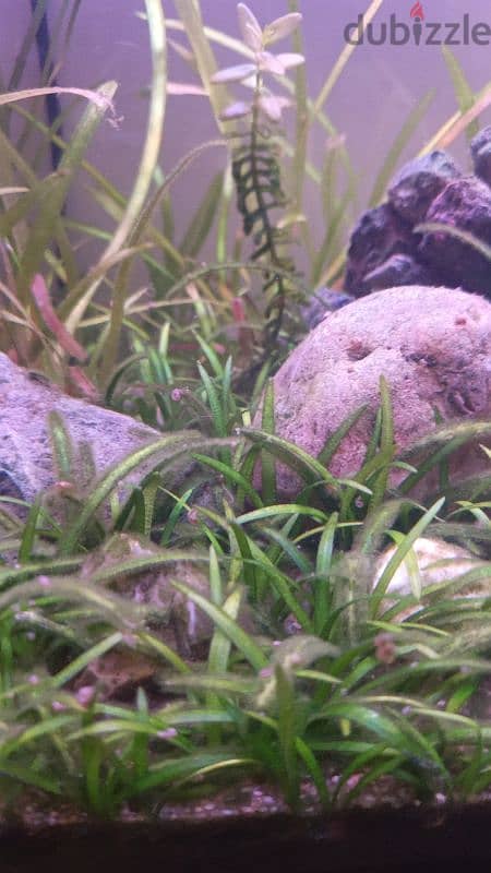 Freshwater live plants 0