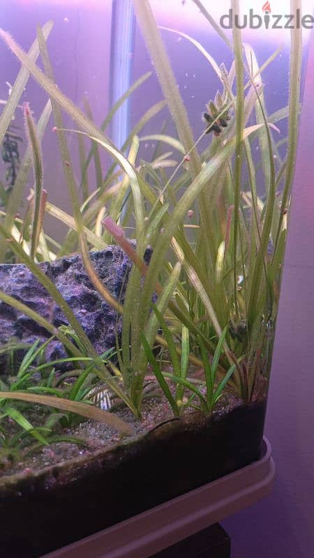 Freshwater live plants 1