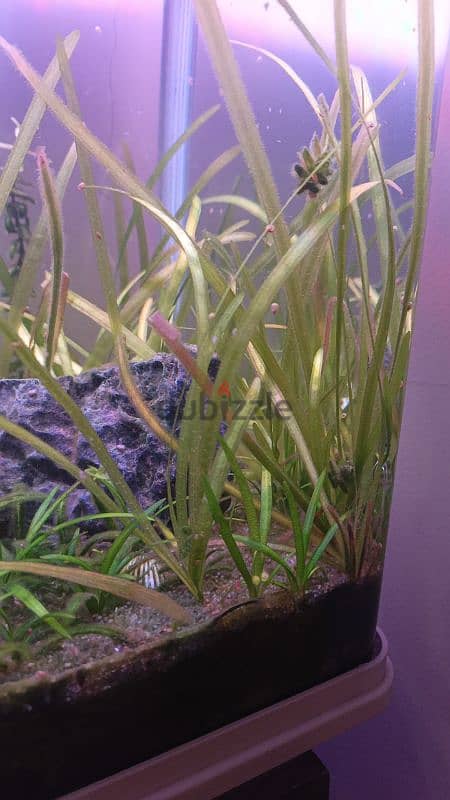 Freshwater live plants 3