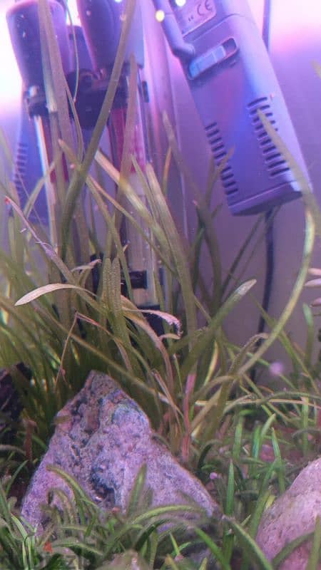 Freshwater live plants 4