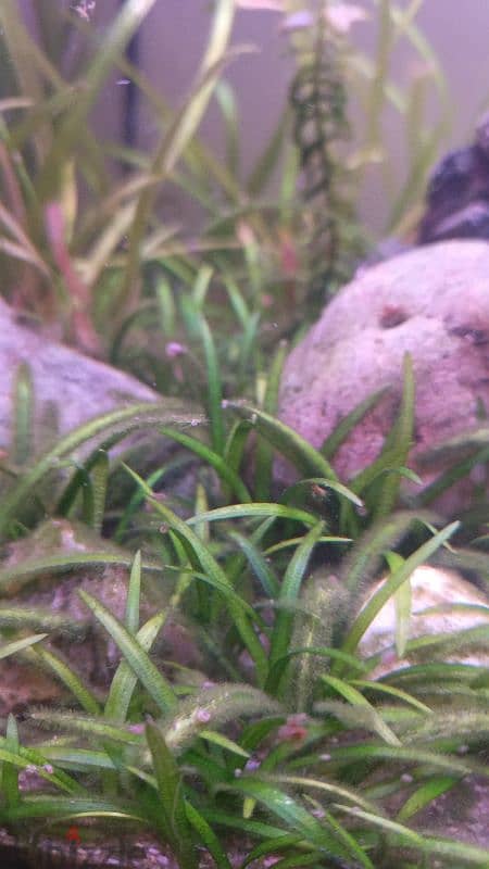 Freshwater live plants 6