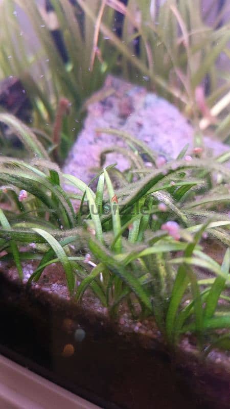 Freshwater live plants 7