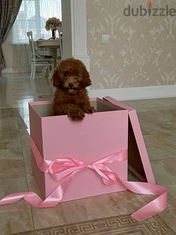 Red brown Toy Labradoodle puppy imported pure breed Delivery كلاب كلب 0