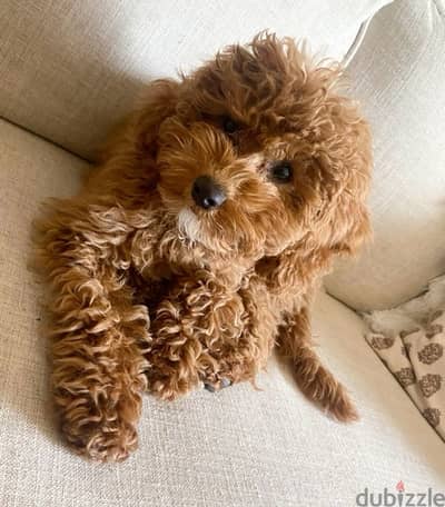 Red brown Toy Labradoodle puppy imported pure breed Delivery كلاب كلب