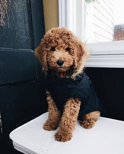 Red brown Toy Labradoodle puppy imported pure breed Delivery كلاب كلب